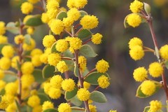 Acacia merrallii