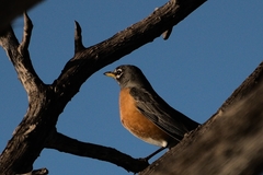 Turdus migratorius