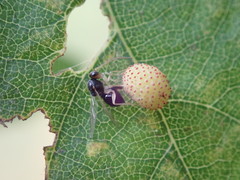 Synergini