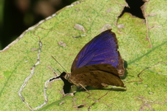 Arhopala silhetensis