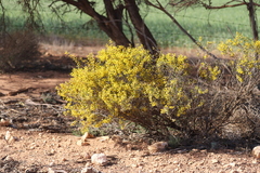 Acacia merrallii