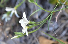 Phlox tenuifolia