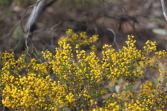 Acacia merrallii