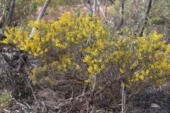 Acacia merrallii