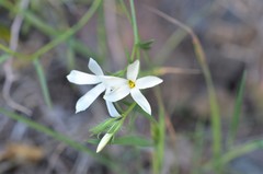 Phlox tenuifolia