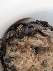 Nicrophorus nepalensis