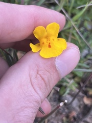 Erythranthe glaucescens