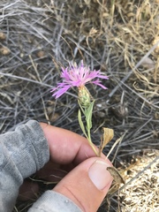 Centaurea diluta