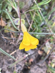 Erythranthe glaucescens