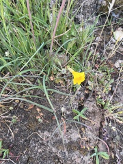 Erythranthe glaucescens