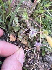 Erythranthe glaucescens