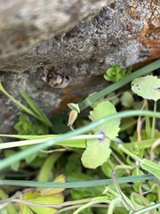 Erythranthe glaucescens