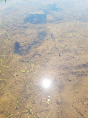 Haemopis sanguisuga