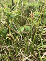 Carex pansa