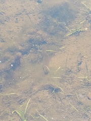 Haemopis sanguisuga