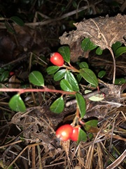 Cotoneaster × suecicus
