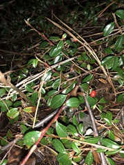 Cotoneaster × suecicus