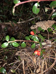 Cotoneaster × suecicus
