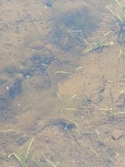 Haemopis sanguisuga