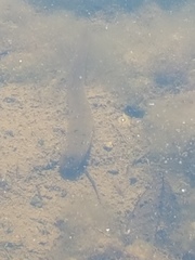 Haemopis sanguisuga