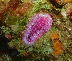 Monomyces rubrum