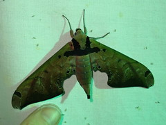 Adhemarius sexoculata