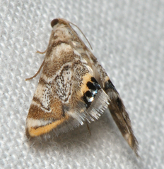 Eoparargyractis irroratalis