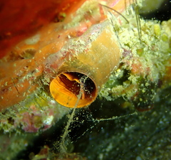 Thylacodes zelandicus