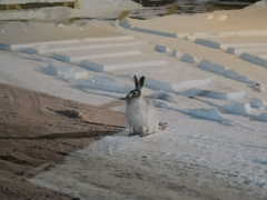 Lepus townsendii