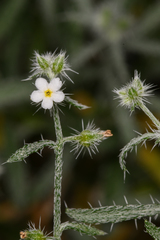Johnstonella racemosa