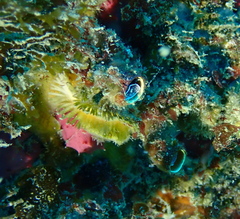 Thylacodes aotearoicus