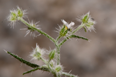 Johnstonella racemosa