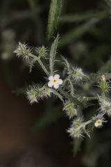 Johnstonella racemosa