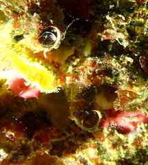 Thylacodes aotearoicus