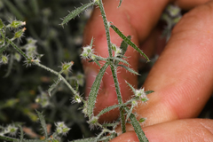 Johnstonella racemosa