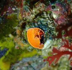 Thylacodes zelandicus