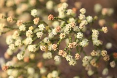 Microcybe multiflora multiflora