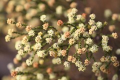 Microcybe multiflora multiflora