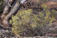 Microcybe multiflora multiflora