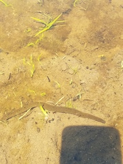 Haemopis sanguisuga