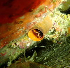 Thylacodes zelandicus