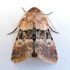 Properigea continens