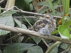 Hydropsalis climacocerca