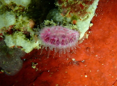 Monomyces rubrum