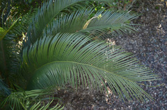 Cycas terryana