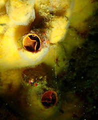 Thylacodes zelandicus