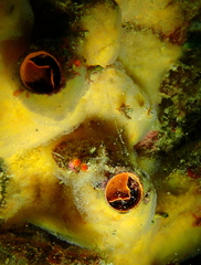 Thylacodes zelandicus