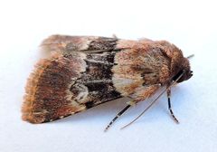 Properigea continens