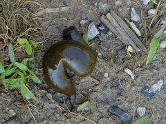 Haemopis sanguisuga
