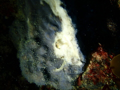 Stelletta conulosa